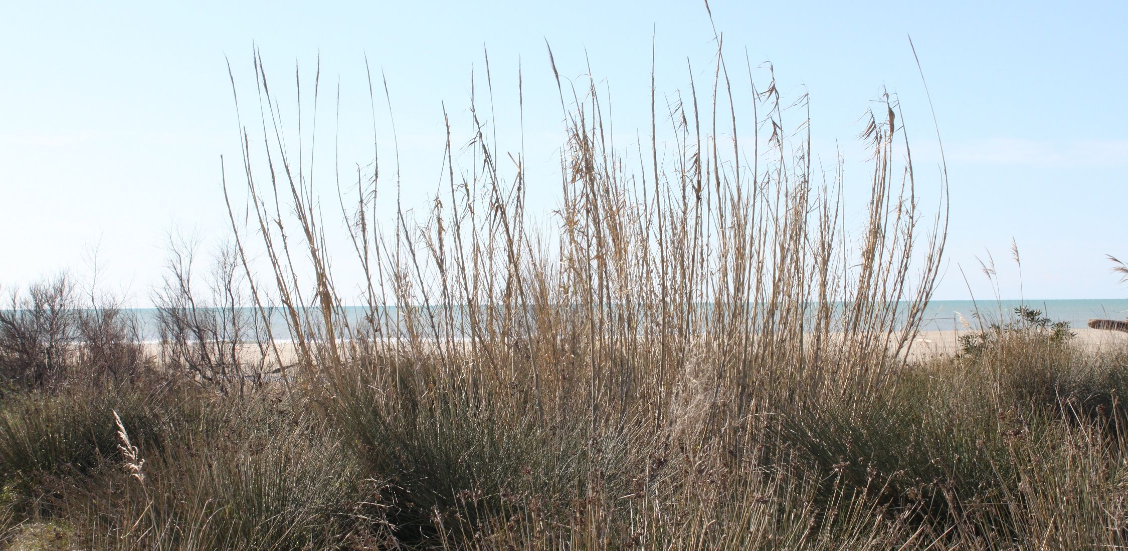 Le Dune di Passoscuro